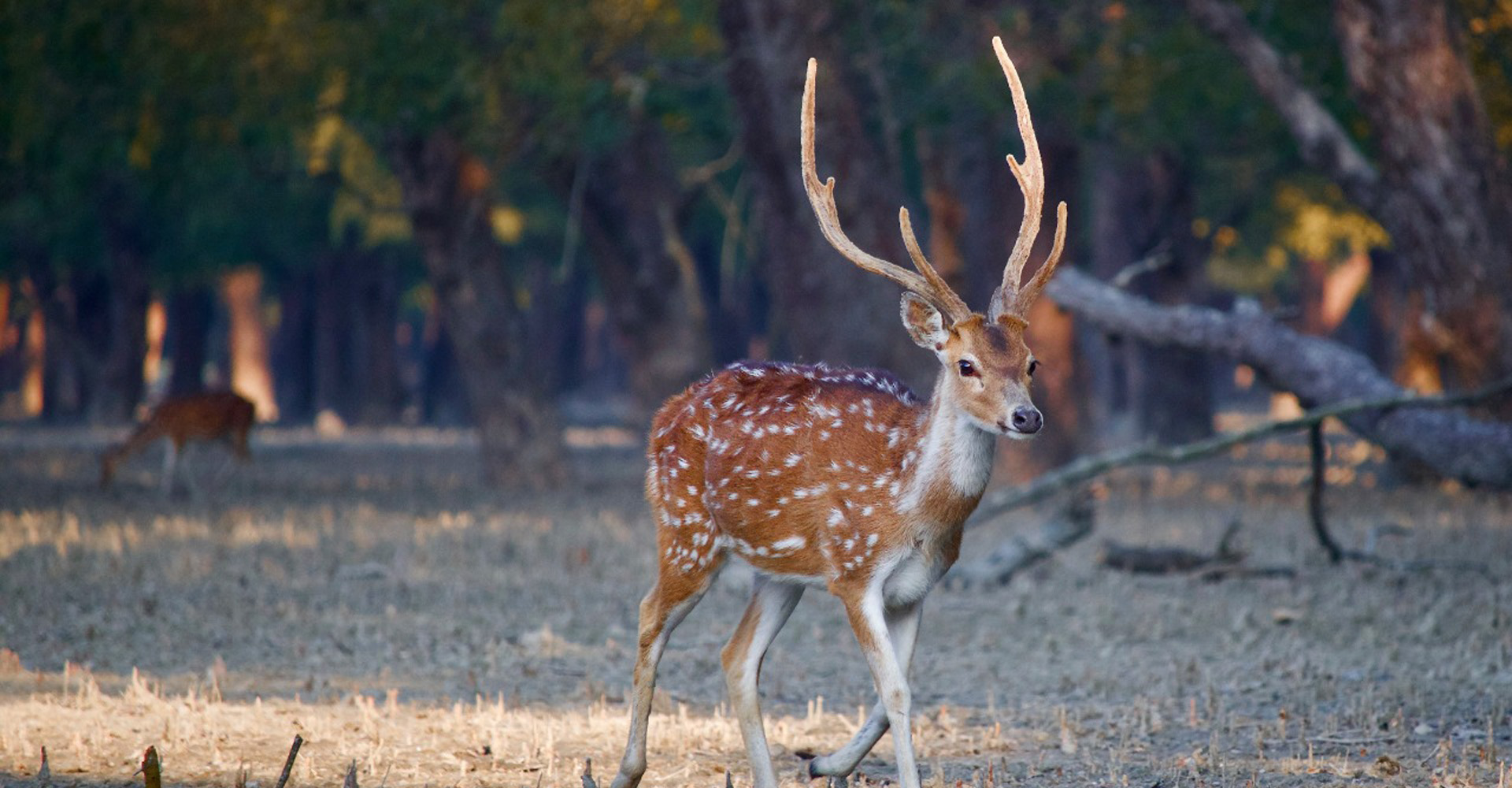 Sundarban Safari